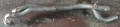 received_619449575819361.jpeg